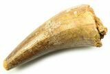 Cretaceous Fossil Crocodylomorph Tooth - Morocco #357858-1